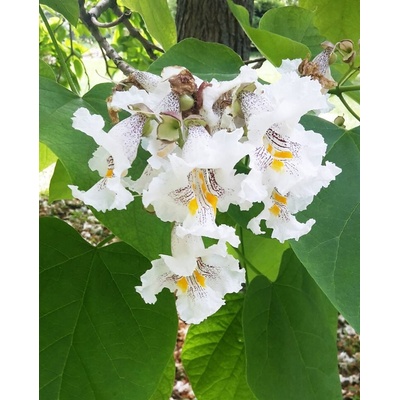 Katalpa bignóniovitá (Catalpa bignonioides) 30ks semien