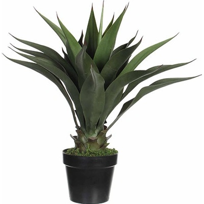 Agáve - Agave v květináči zelená V60, P25 cm