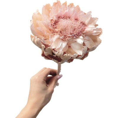 Sušený artyčok XL světle růžový nádech 30-40cm, květ Ø 10-12cm