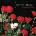 Concrete Blonde - Bloodletting (LP) (602557746815)