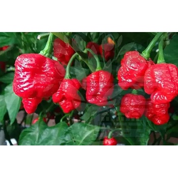 Image 1 of Семена от люти чушки сорт "Тринидад Скорпион Моруга Бленд" (Trinidad Scorpion Moruga Blend) 5 бр (611116)