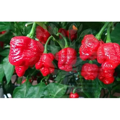 Семена от люти чушки сорт "Тринидад Скорпион Моруга Бленд" (Trinidad Scorpion Moruga Blend) 5 бр (611116)
