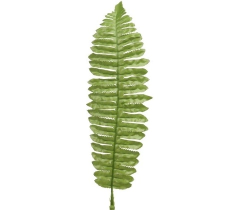 Papraď list - dl. 40 cm