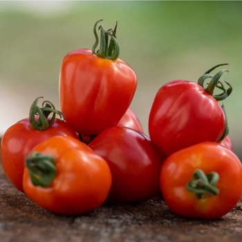 Paradajka tyčková Jahodo - Solanum lycopersicum - semená paradajok - 25 ks