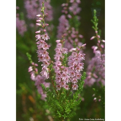 Семена от Обикновена Калуна (Calluna vulgaris) за 500 растения (577500)