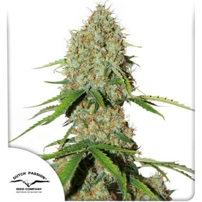 Dutch Passion Auto Brooklyn Sunrise semena neobsahují THC 100 ks