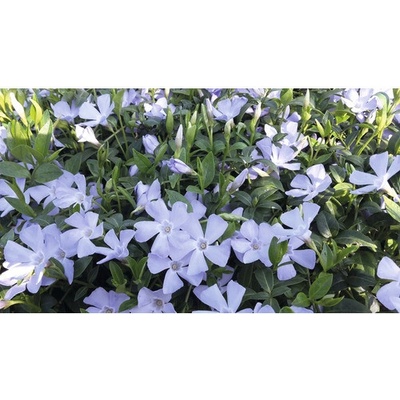 Barvínek menší FloraSelf Vinca minor 'Valentin' 5/7 výhonků květináč Ø 9 cm