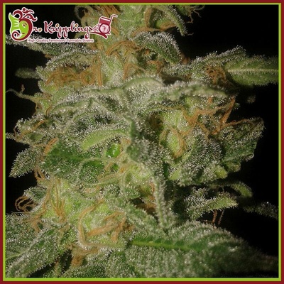 Dr. Krippling Seeds Incredible Bulk AUTO semena neobsahují THC 1 ks
