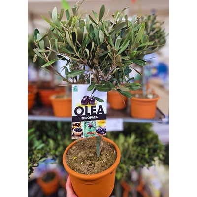 OLEA europea 16/50cm