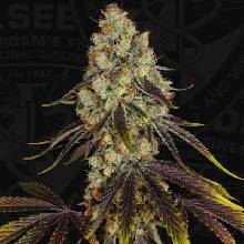 T.H. Seeds French Cookies semena neobsahuji THC 6 ks