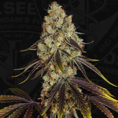 T.H. Seeds French Cookies semienka neobsahujú THC 2 ks