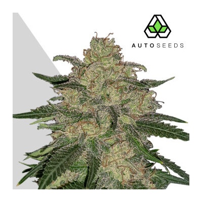 Auto Seeds Mango Cookies Auto semienka neobsahujú THC 3 ks