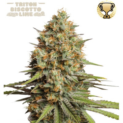 Seedstockers Superior Triton Biscotto Lime AUTO semena neobsahují THC 3 ks
