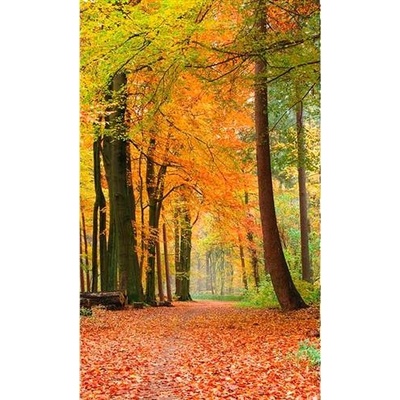 Dimex MS-2-0099 vliesová fototapeta na zeď Podzimní les rozměry 150 x 250 cm