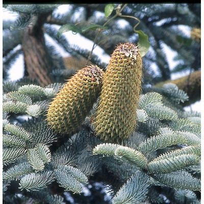 Jedľa ušľachtilá, Abies procera Glauca