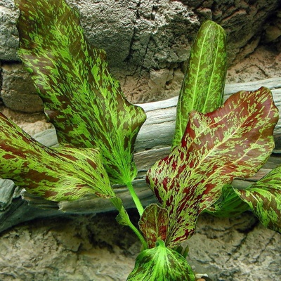 Echinodorus Green Flame