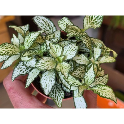 PlantBros flower Fittonia ‘White Tiger Baby’