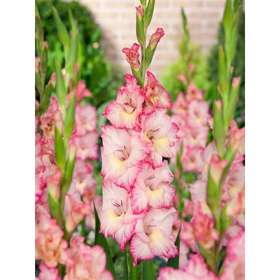 Gladiola 'Priscilla' 5 ks Velikost cibulí: 12/14