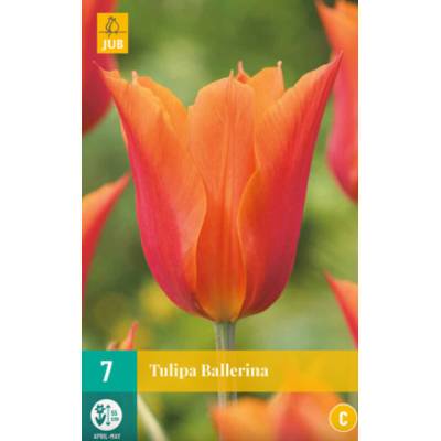 Maják Tulipán Ballerina "C" 7 ks