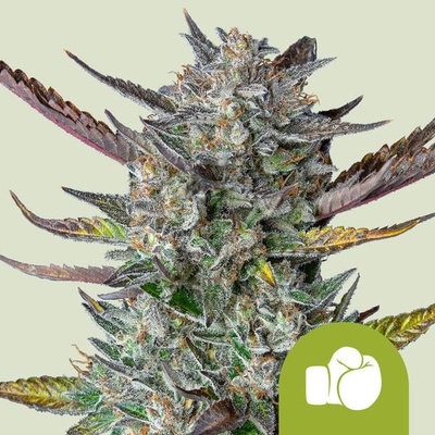Royal Queen seeds Purple Punch Automatic semena neobsahují THC 3 ks