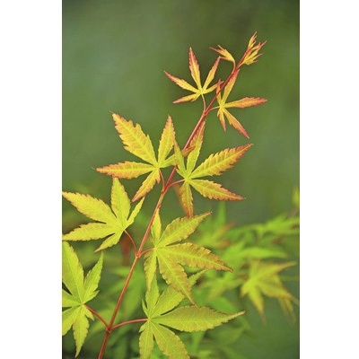 Javor dlanitolistý Acer palmatum 'Sangokaku Winter Jewel' výška 50-60 cm květináč 3 l