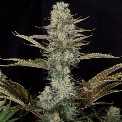 Doctor's Choice DC Kush semena neobsahují THC 3 ks