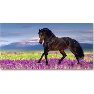 Foto obraz sklo tvrzené Kôň na poli levandule 100x50 cm