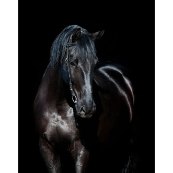 Image 1 of Diamond Dotz Среднощен жребец - диамантен гоблен dd10.012