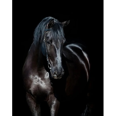 Diamond Dotz Среднощен жребец - диамантен гоблен dd10.012