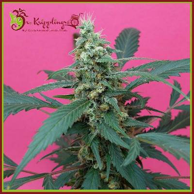 Dr. Krippling Seeds Mong-U-Mental semena neobsahují THC 10 ks