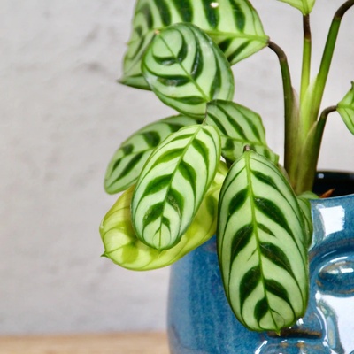 Calathea Ctenante Burle Marxii baby