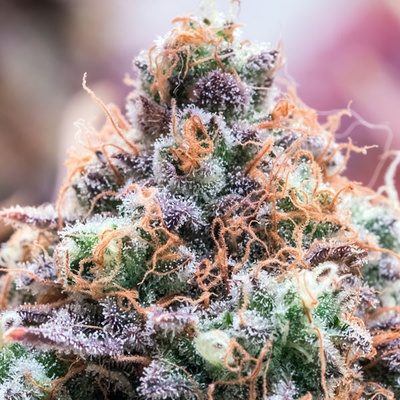 Anesia Seeds Future Island semena neobsahují THC 3 ks