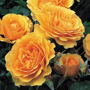 Harkness Роза Amber Queen®