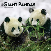 Giant Pandas 12 X 24 Inch Monthly Square Wall Plastic-Free 2025