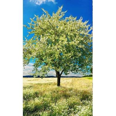 Dimex MS-2-0096 vliesová fototapeta rozměry 150 x 250 cm