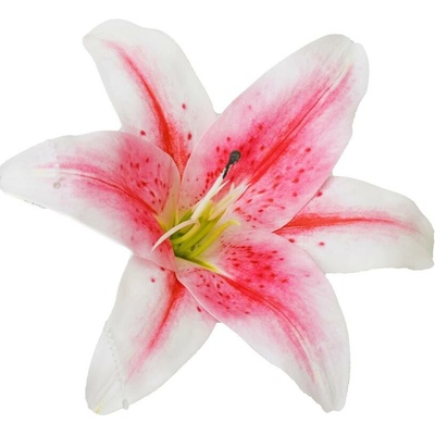 HLAVA ĽALIA KRÉMOVÁ 15CM