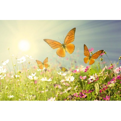 DIMEX ART Флизелинов фототапет поле с пеперуди 375 x 250 см