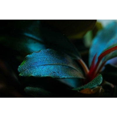 Bucephalandra sordidula Blue – Hledejceny.cz