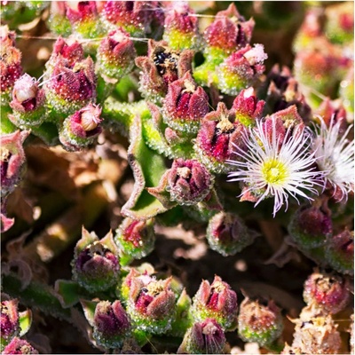 Kosmatec krystalový - Mesembryanthemum crystallinum - prodej semen - 300 ks