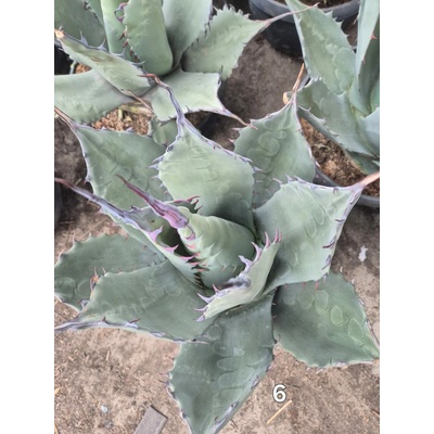 Agave – kompaktní forma s fialovými trny