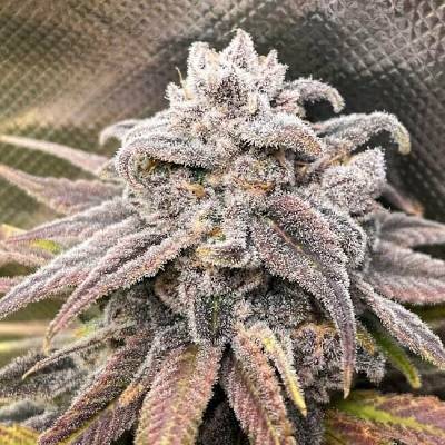 Elev8 Seeds Snoops Punch semena neobsahují THC 3 ks