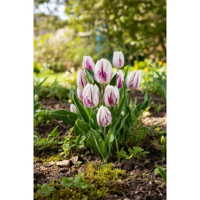 Tulipán 'Flaming Flag' 5 ks – Hledejceny.cz