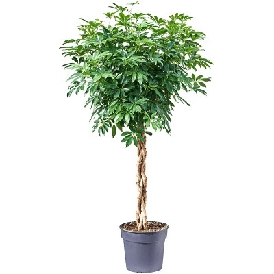 Schefflera arboricola "Compacta" Stem braided 34x160 cm