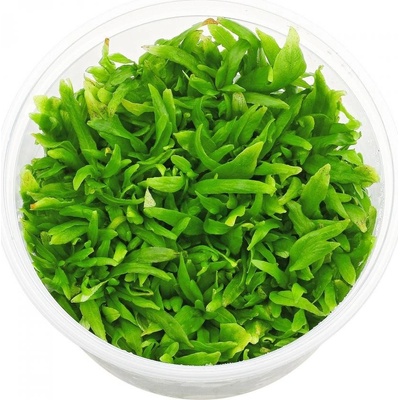 Hygrophila Corymbosa Thailand