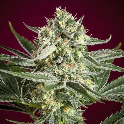 Reggae Seeds Revolution regular semena neobsahují THC 7 ks