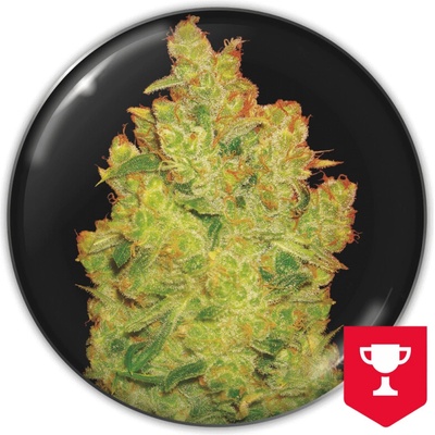 Medical Seeds Co. Jack La Mota semienka neobsahujú THC 3 ks