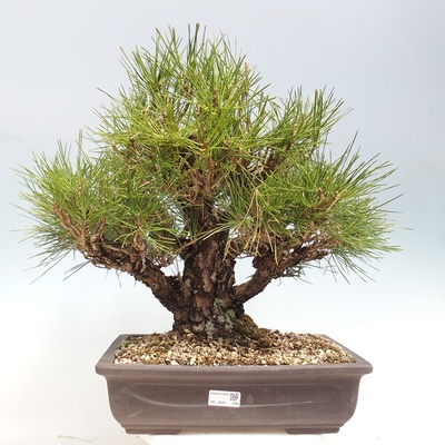 e-bonsai Venkovní bonsai - Pinus thunbergii - Borovice thunbergova