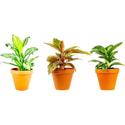 Gardners Aglaonema mix, průměr 12-14 cm Aglaonema, Spící panna