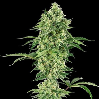 White Label Nicole Hindu Kush semena neobsahují THC 3 ks