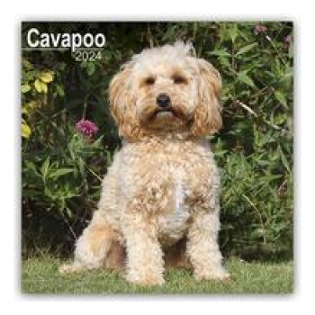 Cavapoo Cavoodle 16-Monats2024